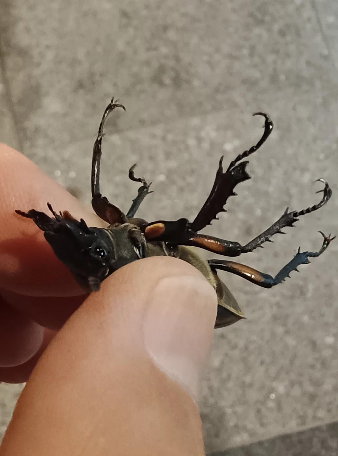 ホテルの灯りに飛来したミヤマクワガタのメス