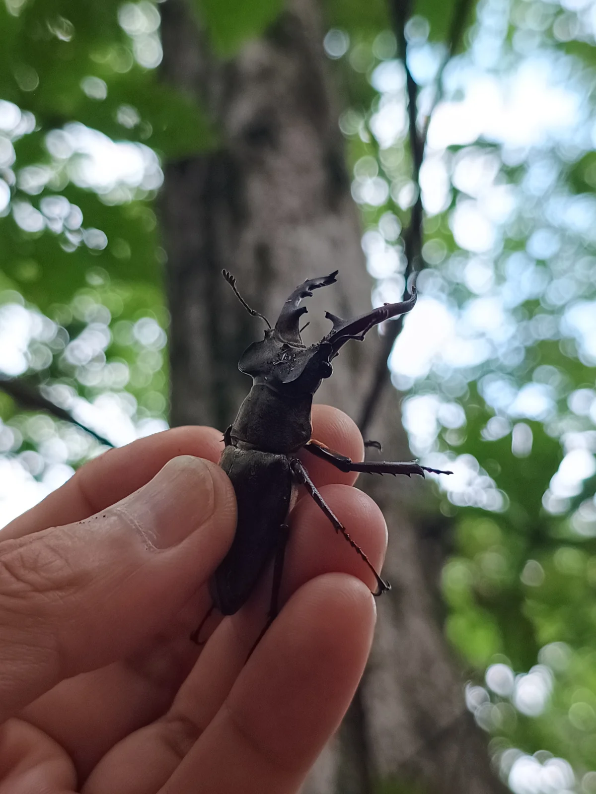手の上に乗せたミヤマクワガタのオス