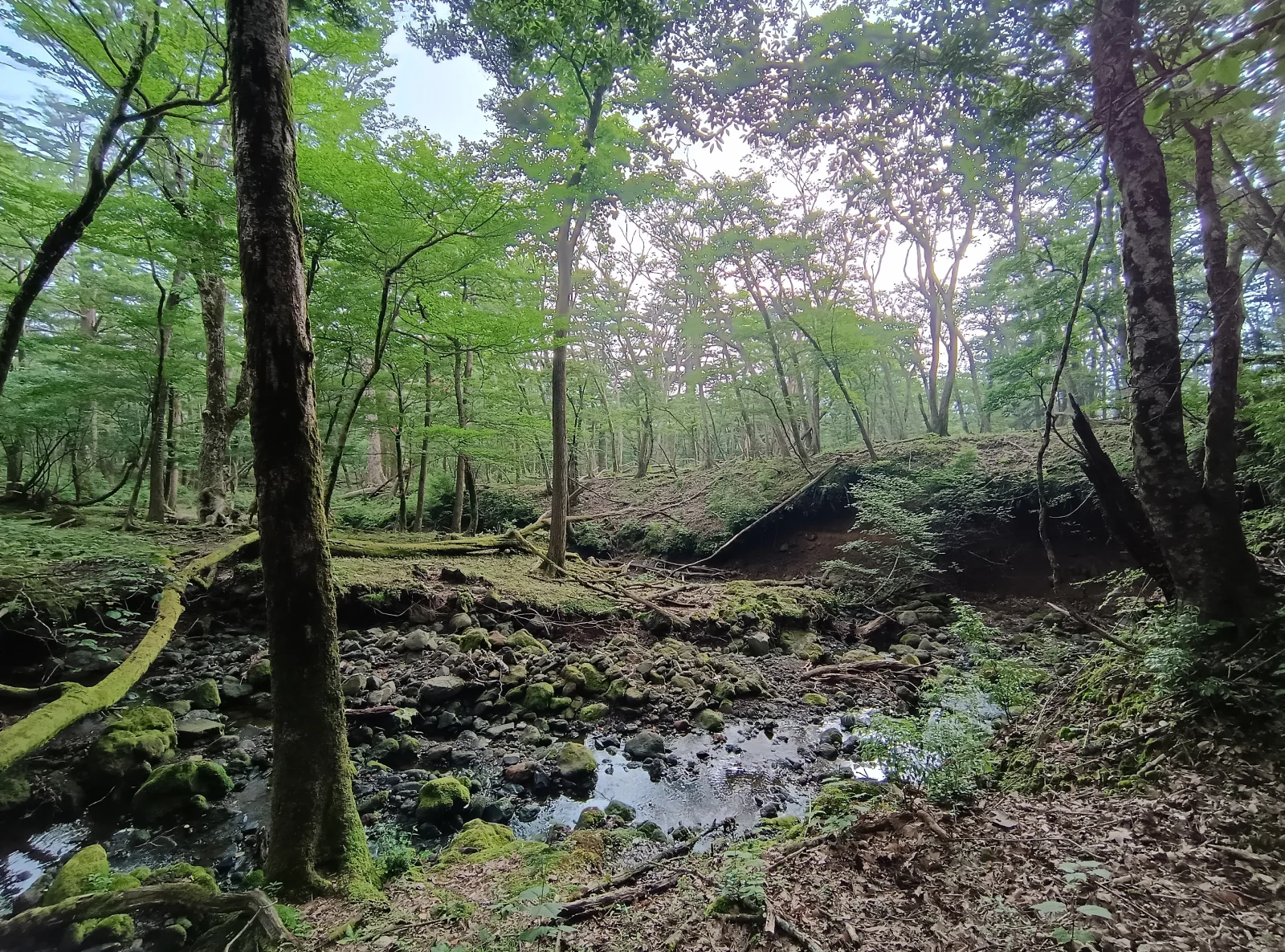 ミズナラがまとまって生育する森