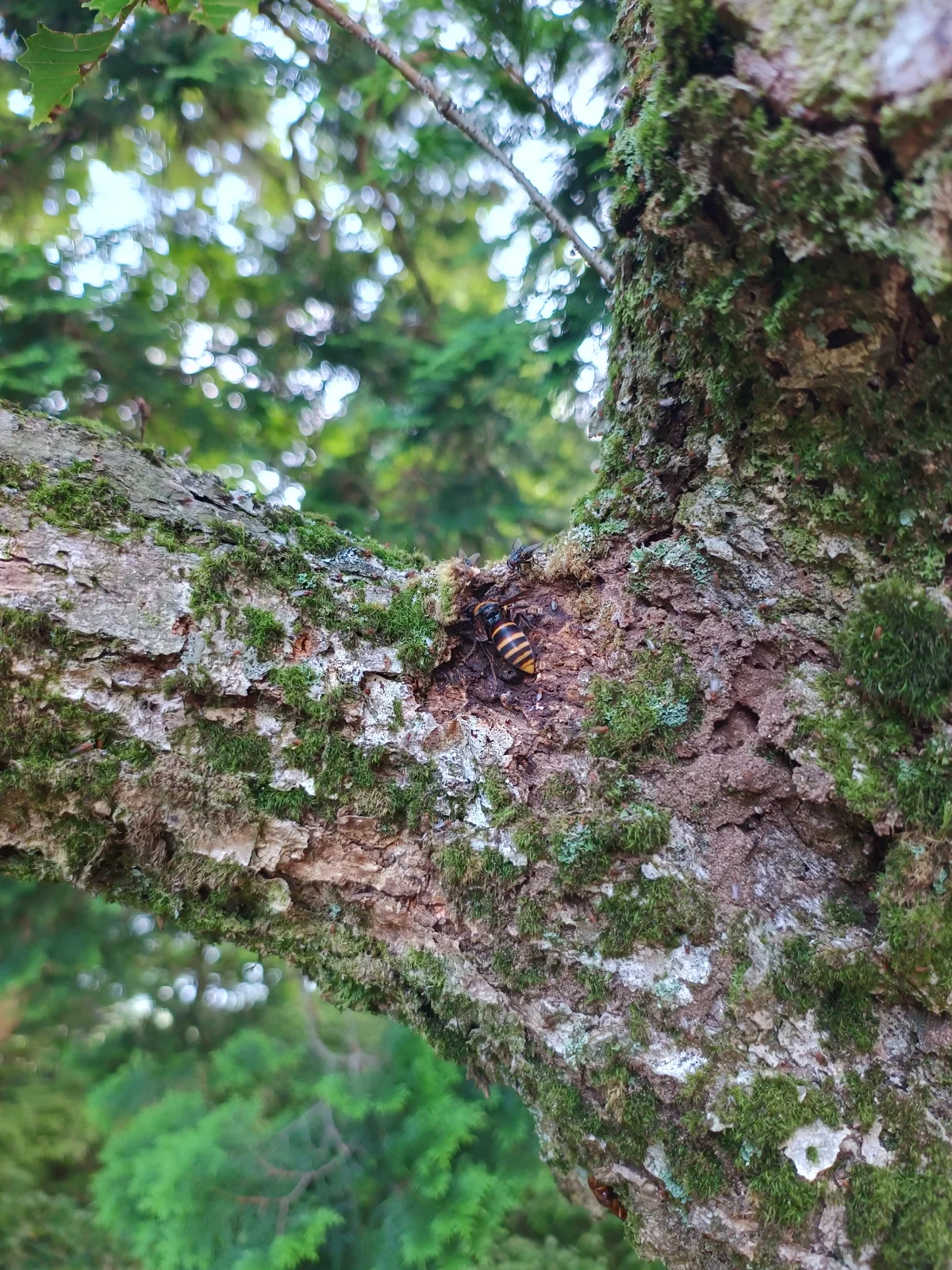樹液に集まるスズメバチ